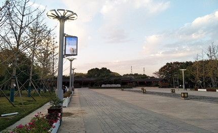 在這綠樹成蔭的公園里，我是一棵特別的“樹”